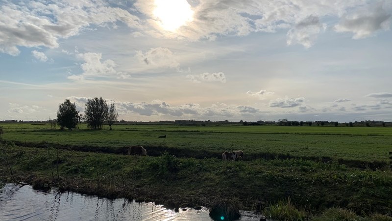 Open Call: Kunstenaars gezocht voor landmark met veeneiken